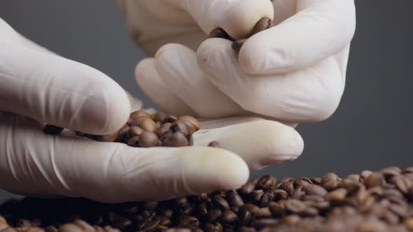 Hands Picking Coffee Grains Close Up