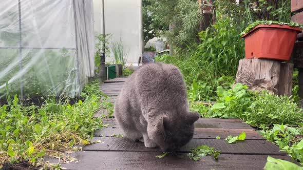 British Cat Sniffs a Plant and Lies Down