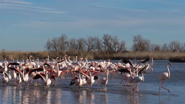 Greater Flamingos, Phoenicopterus roseus,Pont De Gau,Camargue, France