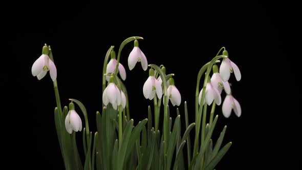 a Bouquet of Spring Galanthus on a Black Background Spring Snowdrops Time Lapse Alpha Channel