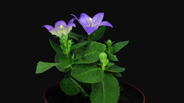 Time-lapse of opening blue Campanula flower 