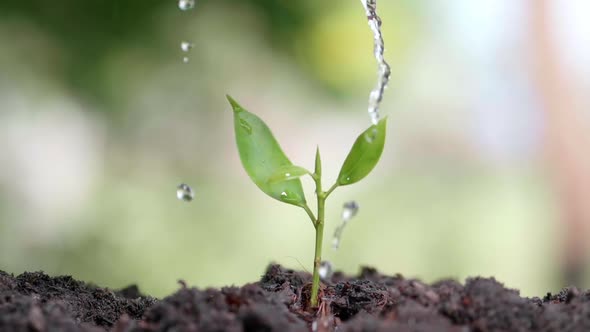 Close up water a plant small tree green leaf by hands. Save the earth for planting forest