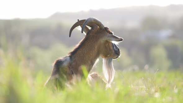 Domestic Milk Goat with Long Beard and Horns Resting on Green Pasture Grass on Summer Day