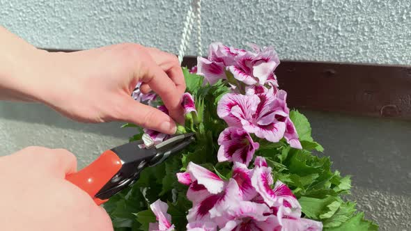 Pruning Pelargonium Flowers