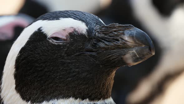 Relaxing Black and White Penguin Sleeping and Winking on Sunny Day in Summer