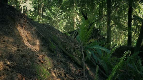 Rising Up Slope In Sunny Forest