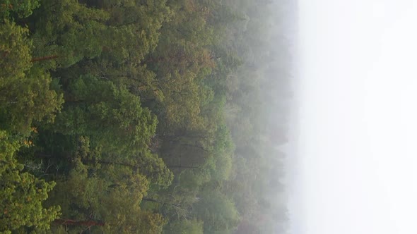 Vertical Video Fog in the Forest Aerial View