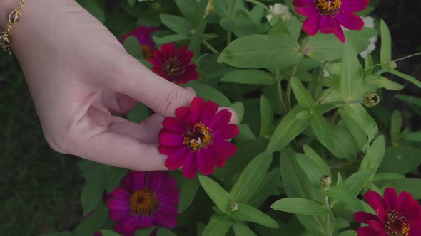 Girl Hand Hold Flower 