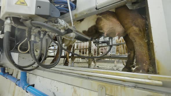 Automated Robotic Arm Washing Cow's Udder In Milking Parlor, Low Angle