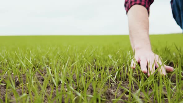 Man Farmer Working in the Field Inspects the Crop Wheat Germ Natural a Farming