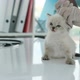 Ragdoll Kitten and Veterinarian - VideoHive Item for Sale