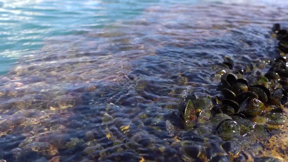 Mussels growing on the rocks by the sea