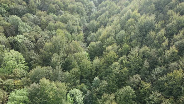 Trees in the Mountains Slow Motion