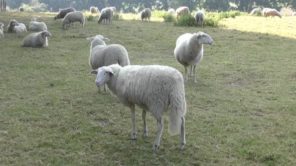 Female sheep coughing and shaking its head standing in field.
