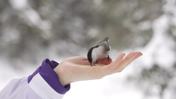 Small Bird in Hand in Winter Closeup