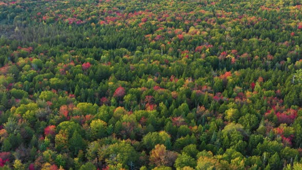 Aerial drone shot over the top of colorful autumn trees of green, red and gold in the forest as summ