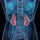 Female kidney 3d hologram - VideoHive Item for Sale
