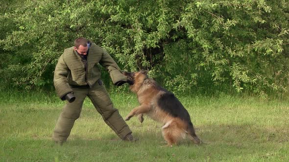 Hairy Hound Biting.