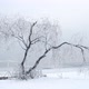 Willow Tree In Winter - VideoHive Item for Sale
