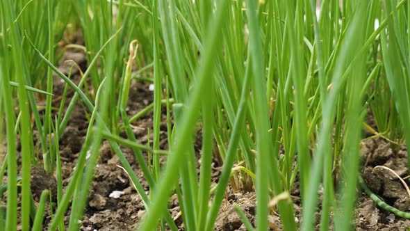 A bed of young green onions in the bed. Camera movement from right to left