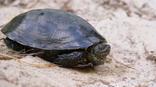 River Turtle Lies on Sand. European Pond Turtle Emys Orbicularis. Slow Motion.