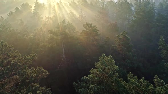 Fast Aerial Shot of a Misty Pine Forest in the Morning. Sun Rays Coming Through Trees