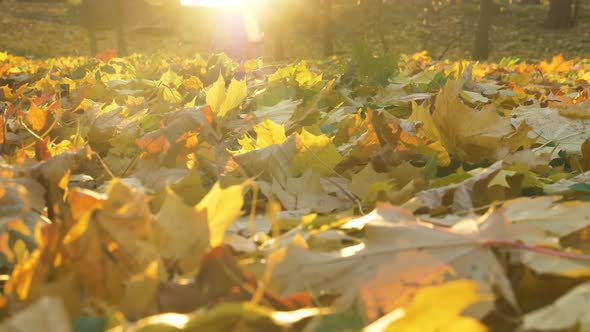 Sunlight Illuminates Yellowed Leaves Fallen From Trees