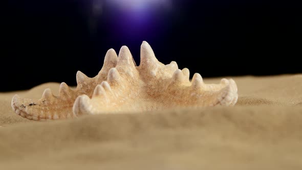 Starfish on Sand, Black, Back Light, Rotation