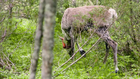 Close view of reindeer eating in green forest with clamp around neck