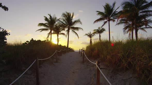 Palm trees contre-jour at sunset