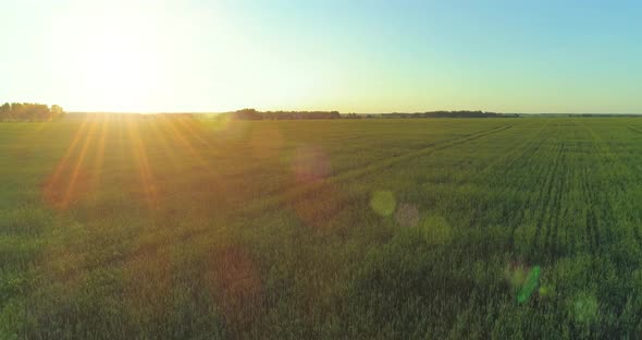 Low Altitude Flight Above Rural Summer Field with Endless Yellow Landscape at Summer Sunny Evening