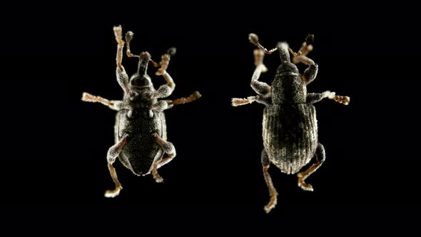 Weevil Beetle Tanysphyrus Lemnae, Under the Microscope