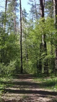 Vertical Video of Green Forest During the Day