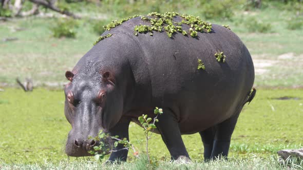 Hippopotamus with duckweed grazing near a lake