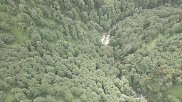 Mtirala National Park from drone, Adjara, Georgia. Flying over subtropical mountain forest