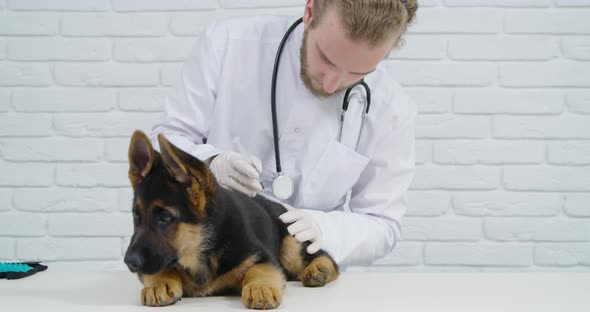 Vet Doctor Giving Injection for Purebred Little Pupp