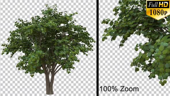 Nut Breezy Tree Vol2 - Alpha channel alt