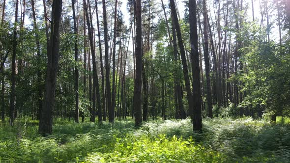 Beautiful Green Forest on a Summer Day Slow Motion