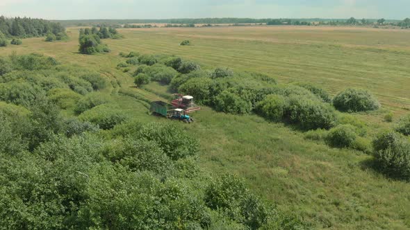 Forage Harvester Mows the Grass in a Tractor Trailer on Farmland Among the Bushes