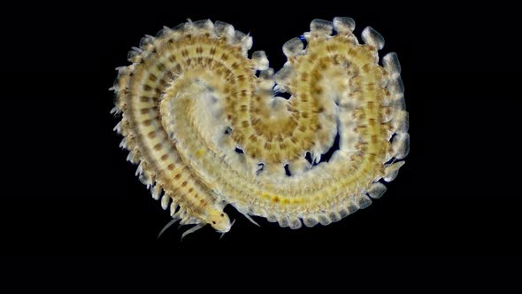 Worm Polychaeta, Phyllodocidae family.under a microscope. The genus Eulalia sp