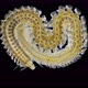Worm Polychaeta, Phyllodocidae family.under a microscope. The genus Eulalia sp - VideoHive Item for Sale