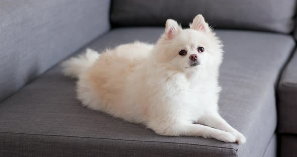 White Pomeranian Dog Lying on Sofa