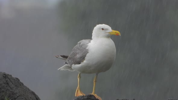 A Beautiful, Clean and Bright Feathered Seagull Bird on the Rock in Strong Rain