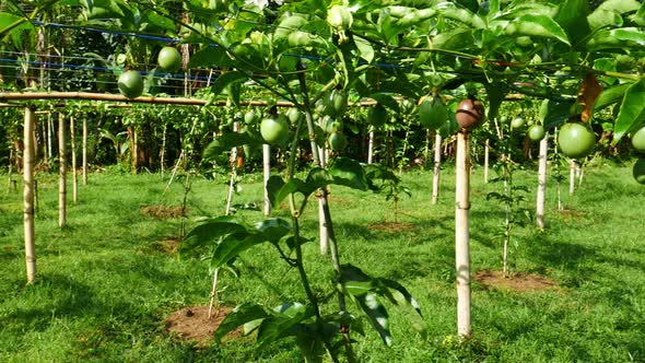 Passion Agriculture in Plantation