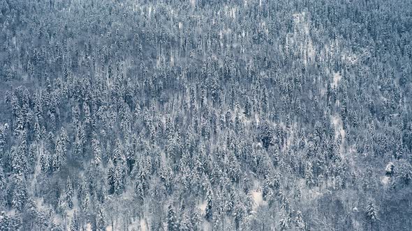 Beautiful Snow Scene Forest in Winter