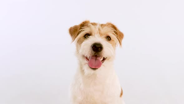 Portrait of a ginger dog with open mouth and tongue. Isolated on white background