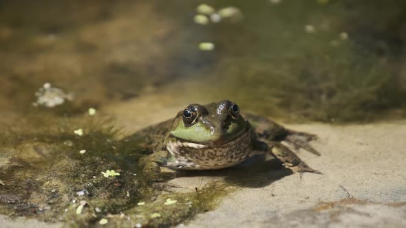 Green Frog Sits on the River Shore on Sand in Water. Portrait of Toad in Marsh