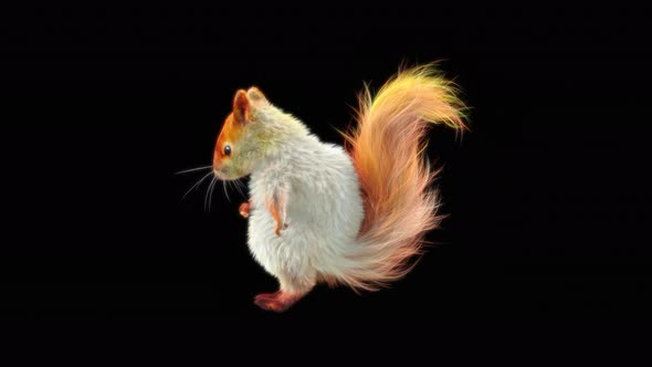 72 White Squirrel Dancing 4K