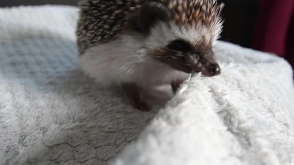 Gray African Pygmy Hedgehog Funny Plays Bites and Drags a White Plaid