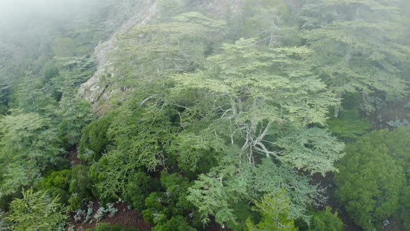 Drone Flies Over a Beautiful Dramatic Coniferous Forest Covered with Fog